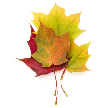 renkli sonbahar akçaağaç yaprağı üzerinde beyaz izole