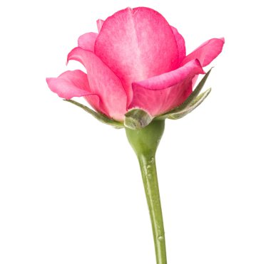 Beyaz arka plan kesme izole bir pembe Gül çiçek