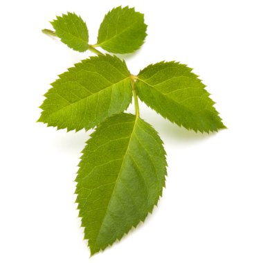 Beyaz arkaplanda yeşil gül yaprağı izole edildi