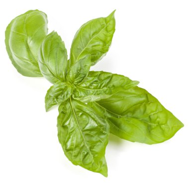 fesleğen bitki üzerinde izole beyaz arka plan bırakır. Cenova fesleğen yaprağı.