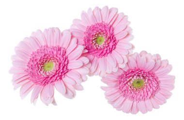 Beyaz arka plan closeup izole üç pembe gerbera çiçek kafaları. Gerbera havada, gölgesiz. Üst görünüm, düz yatıyordu.