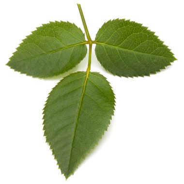 Beyaz arkaplanda yeşil gül yaprağı izole edildi