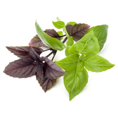 Taze yeşil Studio atış kapatın ve beyaz arka plan üzerinde izole karışık kırmızı fesleğen bitki yaprakları. Tatlı Cenevizli fesleğen ve mor koyu Opal fesleğen.