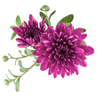 Beyaz arka plan üzerinde izole leylak Kasımpatı çiçeği