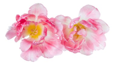 Beyaz arka planda izole edilmiş iki bahar pembe lalesi çiçeği buketi. Çiçekler gölgesiz havada toplanır. Üst manzara, düz uzanma.