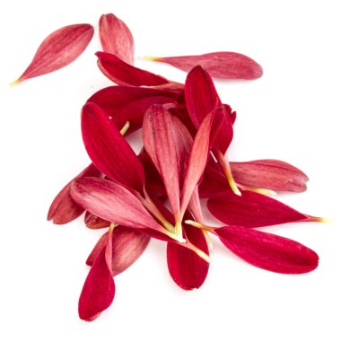 Beyaz arka plan üzerinde izole kırmızı krizantem çiçek yaprakları