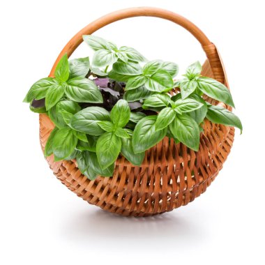 Fesleğen bitki yaprakları grup beyaz arka plan kesme izole hasır sepet içinde