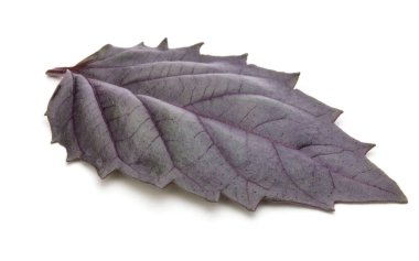 Beyaz arka plan üzerinde izole kırmızı taze fesleğen bitki yaprakları stüdyo çekim kapatın. Mor koyu Opal fesleğen.