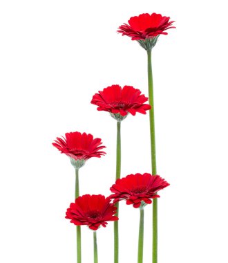 Uzun saplı dikey kırmızı gerbera çiçekleri beyaz arka planda izole edilmiş. Bahar buketi..