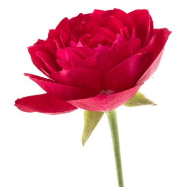 çiçek baş beyaz arka plan kesme izole bir kırmızı gül