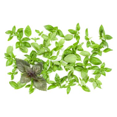 Fesleğen çeşitleri arka plan aranjman beyaz izole bırakır. Üstten görünüm.