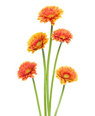 Beyaz arka plan üzerinde izole uzun kök ile dikey turuncu gerbera çiçekler. Bahar buketi.