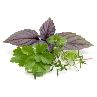 Taze ot beyaz arka plan üzerinde izole çeşitli bırakır. Mor koyu opal fesleğen, kekik, kekik, maydanoz.