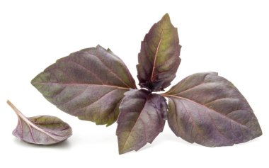 Beyaz arka plan üzerinde izole kırmızı taze fesleğen bitki yaprakları stüdyo çekim kapatın. Mor koyu Opal fesleğen.