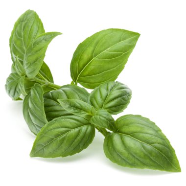 Beyaz arka planda izole edilmiş taze yeşil fesleğen yapraklarından yakın çekim. Tatlı Genovese fesleğeni.