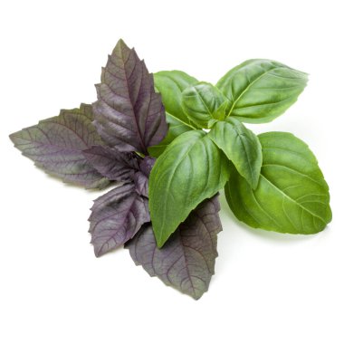 Taze yeşil Studio atış kapatın ve beyaz arka plan üzerinde izole karışık kırmızı fesleğen bitki yaprakları. Tatlı Cenevizli fesleğen ve mor koyu Opal fesleğen.