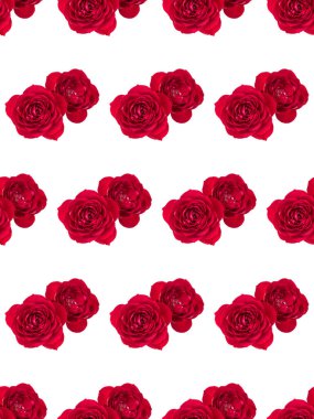 Beyaz arka planda izole edilmiş iki kırmızı gül çiçeği. Çiçeksiz desen..