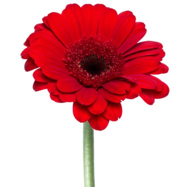 Beyaz arka plan üzerinde izole uzun saplı dikey kırmızı gerbera çiçeği