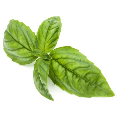 Beyaz arka planda izole edilmiş taze yeşil fesleğen yapraklarından yakın çekim. Tatlı Genovese fesleğeni.