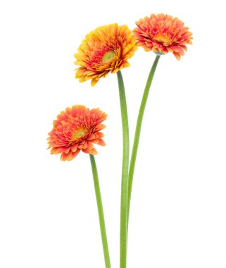 Beyaz arka plan üzerinde izole uzun kök ile dikey turuncu gerbera çiçekler. Bahar buketi.