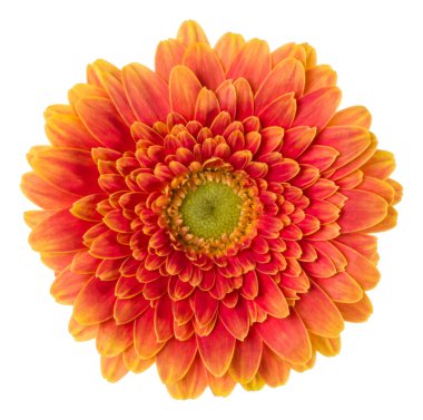turuncu gerbera çiçek baş beyaz arka plan closeup izole. Gerbera havada, gölgesiz. Üst görünüm, düz yatıyordu.
