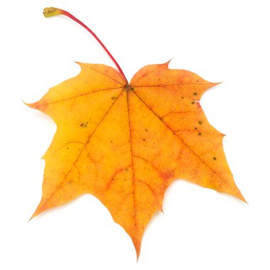 renkli sonbahar akçaağaç yaprağı üzerinde beyaz izole.
