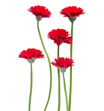 Beyaz arka plan üzerinde izole uzun kök ile dikey kırmızı gerbera çiçekleri. Bahar buketi.