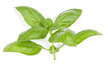 fesleğen bitki üzerinde izole beyaz arka plan bırakır. Cenova fesleğen yaprağı.