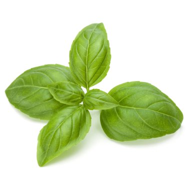 Beyaz arka planda izole edilmiş taze yeşil fesleğen yapraklarından yakın çekim. Tatlı Genovese fesleğeni.