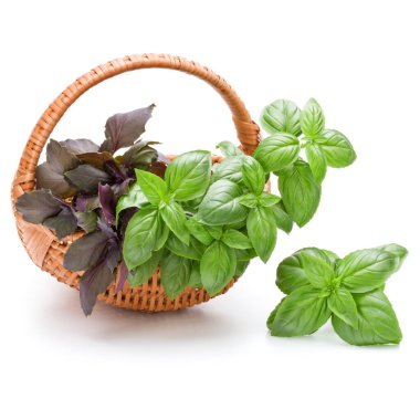 Fesleğen bitki yaprakları grup beyaz arka plan kesme izole hasır sepet içinde