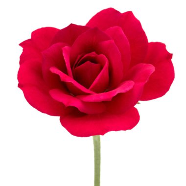 çiçek baş beyaz arka plan kesme izole bir kırmızı gül