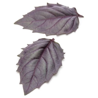 Beyaz arka plan üzerinde izole kırmızı taze fesleğen bitki yaprakları stüdyo çekim kapatın. Mor koyu Opal fesleğen.