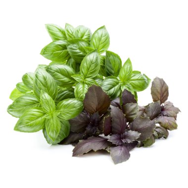 Beyaz arka plan kesme izole fesleğen buket çeşitleri.