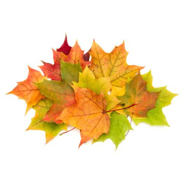 Beyaz arkaplanda izole edilmiş renkli sonbahar akçaağaç yaprağı