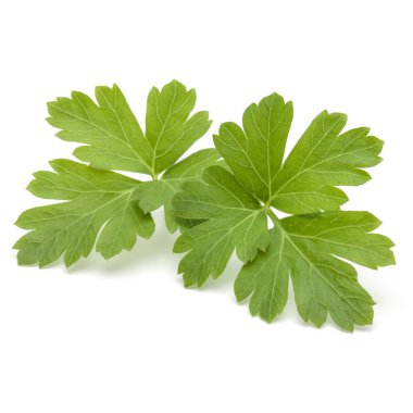 Beyaz arka planda taze maydanoz yaprakları