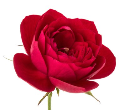 çiçek baş beyaz arka plan kesme izole bir kırmızı gül