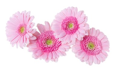 Pembe gerbera çiçek kafaları buket beyaz arka plan closeup izole. Çiçekler havada, gölgesiz sallar. Üst görünüm, düz yatıyordu.