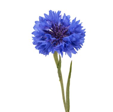 Mavi Peygamber Çiçeği bitki veya lisans düğmesini çiçek beyaz arka plan kesme izole kafa