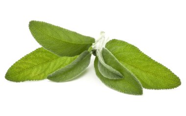 Beyaz arka plan kesme izole buket adaçayı bitki yaprakları.