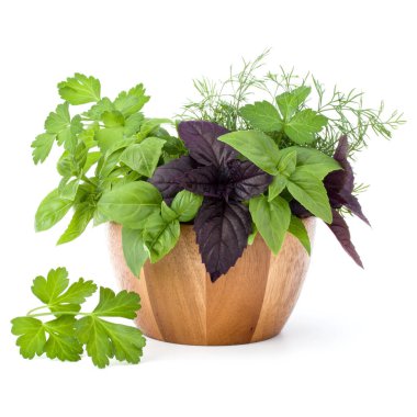 Taze baharat ve otlar üzerinde beyaz arka plan kesme izole hasır sepet içinde. Reyhan, kırmızı fesleğen yaprağı, dereotu ve maydanoz.