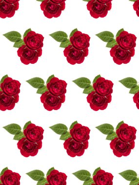 beyaz arka plan kesim yaprakları ile izole iki kırmızı gül çiçekleri. Çiçek dikişsiz desen.