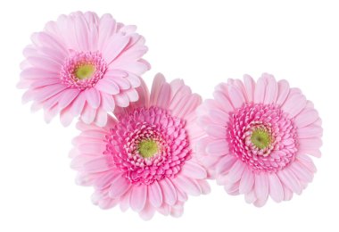 Beyaz arka plan closeup izole üç pembe gerbera çiçek kafaları. Gerbera havada, gölgesiz. Üst görünüm, düz yatıyordu.