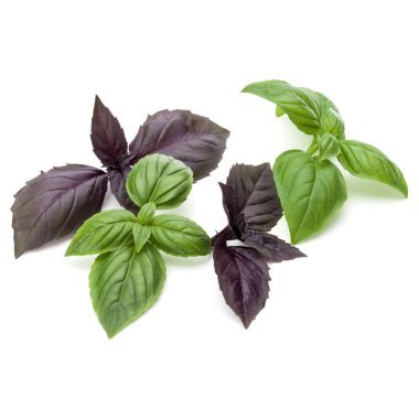 Taze yeşil Studio atış kapatın ve beyaz arka plan üzerinde izole karışık kırmızı fesleğen bitki yaprakları. Tatlı Cenevizli fesleğen ve mor koyu Opal fesleğen.