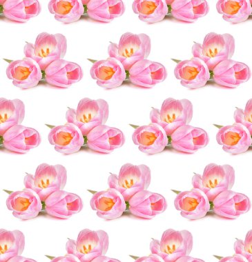 Pembe lale beyaz arka planda izole edilmiş. Kusursuz desen.