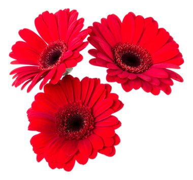 Beyaz arka plan closeup izole üç kırmızı gerbera çiçek kafaları. Gerbera havada, gölgesiz. Üst görünüm, düz yatıyordu.