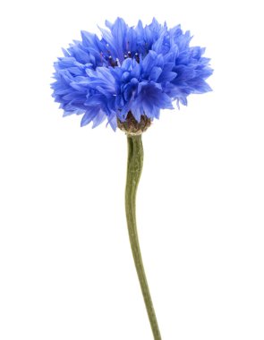 Mavi Peygamber Çiçeği bitki veya lisans düğmesini çiçek beyaz arka plan kesme izole kafa
