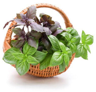 Fesleğen bitki yaprakları grup beyaz arka plan kesme izole hasır sepet içinde