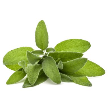 Beyaz arka plan kesme izole buket adaçayı bitki yaprakları.