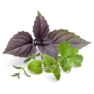 Taze ot beyaz arka plan üzerinde izole çeşitli bırakır. Mor koyu opal fesleğen, kekik, kekik, maydanoz.