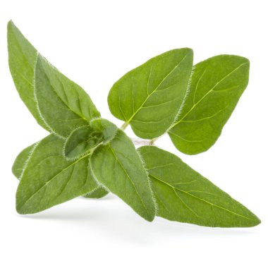 Beyaz arka plan kesme izole kekik veya mercanköşk yaprakları